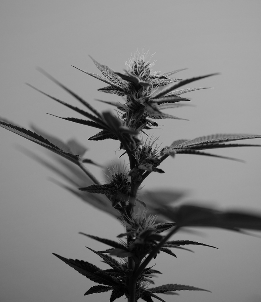 Early flowering cannabis plant